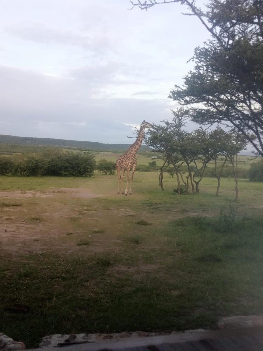 Narasha Homestay - Maasai Mara Talek Exterior foto